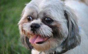 Best Way to Clean Shih Tzu Eyes