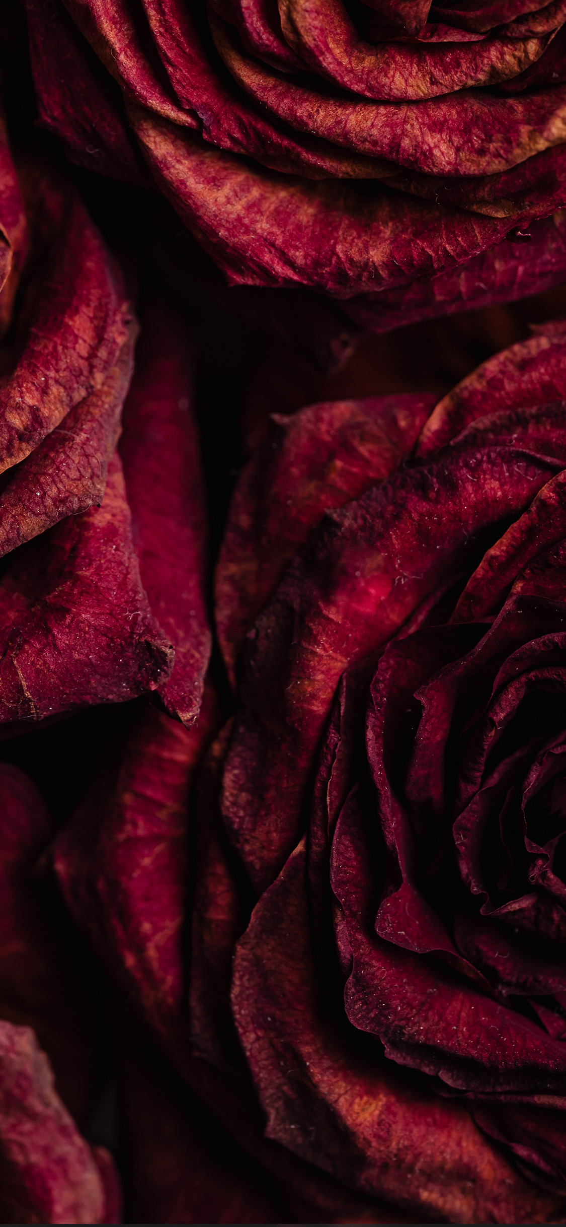 BlackBeauty, black, love, roses, beauty, bonito, pretty, red, HD phone  wallpaper | Peakpx