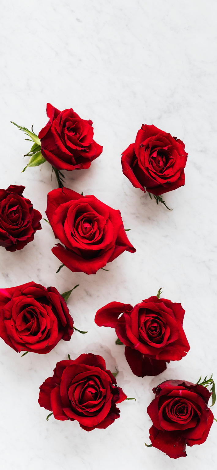 49+ Beautiful Rose iPhone Wallpaper (HD Quality)