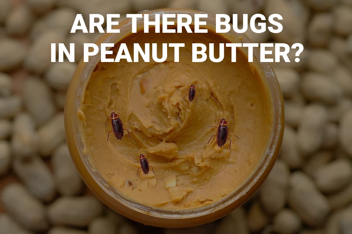 is peanut butter made out of bugs